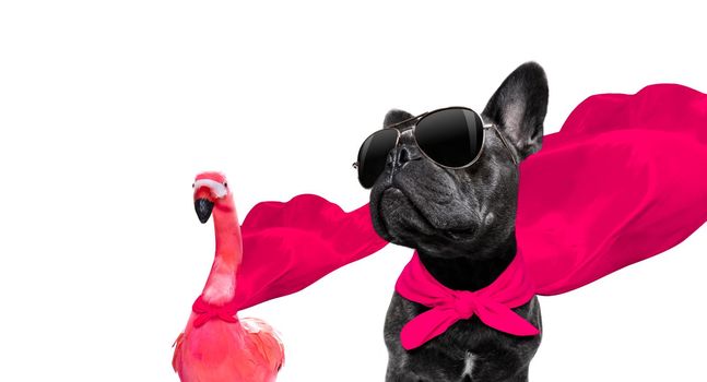 super hero french bulldog dog and flamingo with  red cape and  sunglasses for justice and strenght isolated on white background