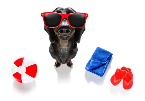 summer vacation sausage dachshund dog with  luggage and  beach ball isolated on white background