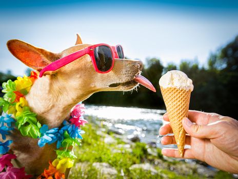 chihuahua  dog on   summer vacation holidays in the city and the beach and river   eating and licking   vanilla ice cream in cone waffle