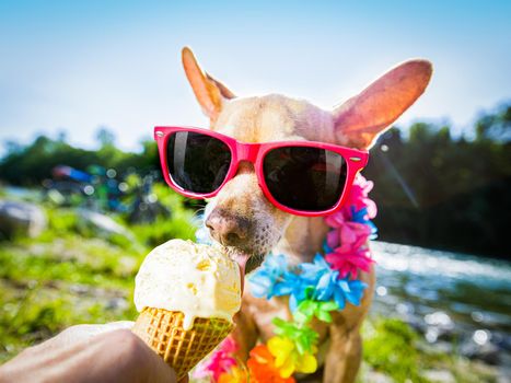 chihuahua  dog on   summer vacation holidays in the city and the beach and river   eating and licking   vanilla ice cream in cone waffle