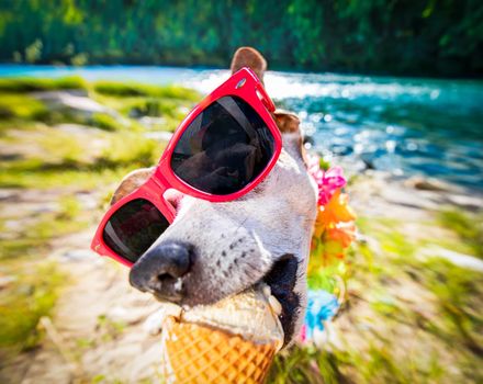jack russell dog on   summer vacation holidays in the city and the beach and river   eating and licking   vanilla ice cream in cone waffle, just  delicious and tasty
