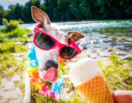 jack russell dog on   summer vacation holidays in the city and the beach and river   eating and licking   vanilla ice cream in cone waffle, just  delicious and tasty