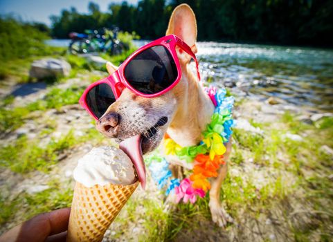 chihuahua  dog on   summer vacation holidays in the city and the beach and river   eating and licking   vanilla ice cream in cone waffle