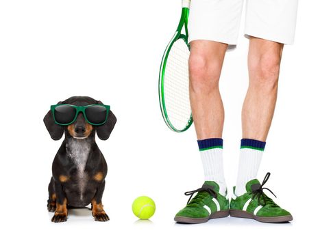 sausage dachshund  dog with owner as tennis player with ball and racket or racquet isolated on white background, ready to play a game