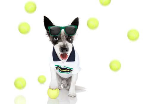 poodle  dog with owner as tennis player with ball and racket or racquet isolated on white background, ready to play a game