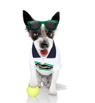 poodle  dog with owner as tennis player with ball and racket or racquet isolated on white background, ready to play a game