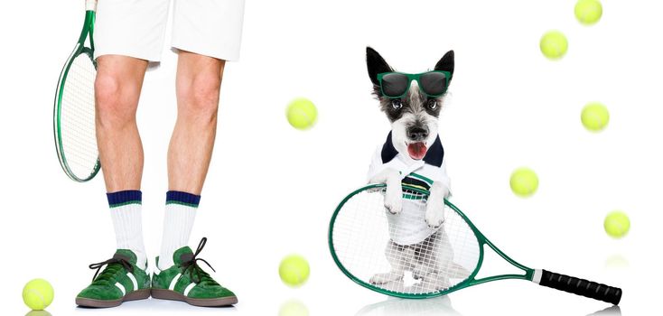 poodle  dog with owner as tennis player with ball and racket or racquet isolated on white background, ready to play a game