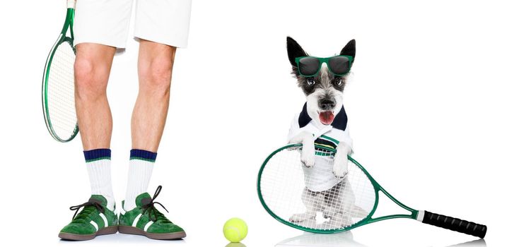 poodle  dog with owner as tennis player with ball and racket or racquet isolated on white background, ready to play a game