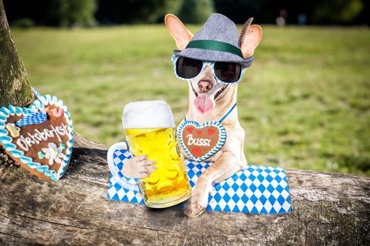 bavarian chihuahua  dog holding  a beer mug  outdoors by the river and mountains  , ready for the beer party celebration festival in munich