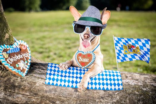 bavarian chihuahua  dog holding  a beer mug  outdoors by the river and mountains  , ready for the beer party celebration festival in munich