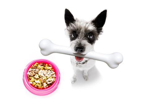 hungry poolde dog with a big white bone waiting for owner to go for a walk with food bowl