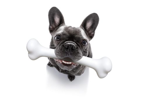 hungry french bulldog dog with a big white bone waiting for owner to go for a walk