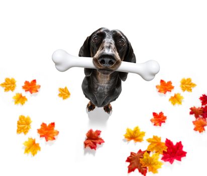 hungry sausage dachshund dog with a big white bone waiting for owner to go for a walk in autumn fall with leaves