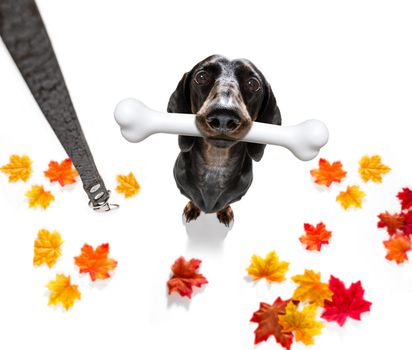 hungry sausage dachshund dog with a big white bone waiting for owner to go for a walk in autumn fall with leaves with leash