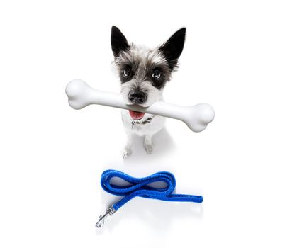 hungry poodle dog with a big white bone waiting for owner to go for a walk with leash