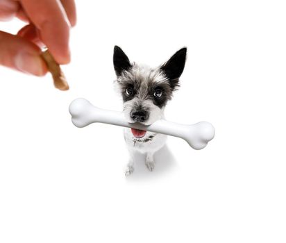 hungry poodle dog with a big white bone waiting for owner to go for a walk