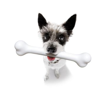 hungry poodle dog with a big white bone waiting for owner to go for a walk