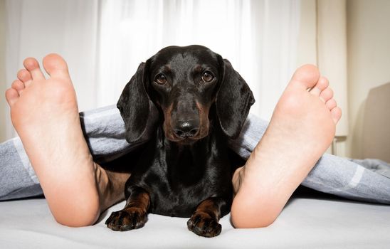 yawning sausage dachshund dog in bed with owner under white bed blanket sheet, with alarm clock, very early in the morning