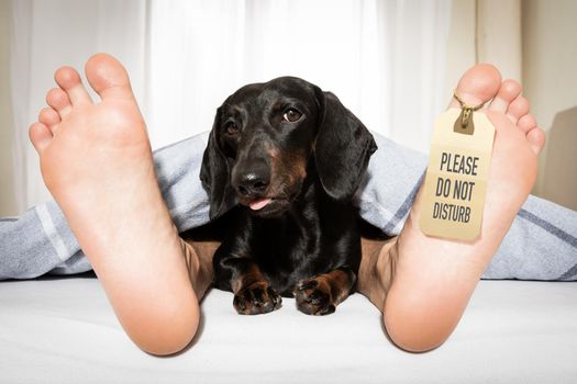 yawning sausage dachshund dog in bed with owner under white bed blanket sheet, with alarm clock, very early in the morning, with do not disturb sign