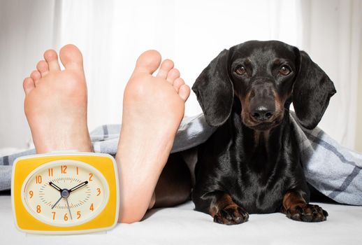 yawning sausage dachshund dog in bed with owner under white bed blanket sheet, with alarm clock, very early in the morning