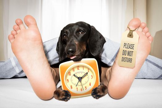 yawning sausage dachshund dog in bed with owner under white bed blanket sheet, with alarm clock, very early in the morning, with do not disturb sign