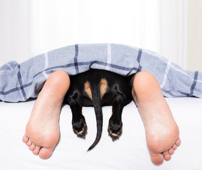 yawning sausage dachshund dog in bed with owner under white bed blanket sheet, with alarm clock, very early in the morning