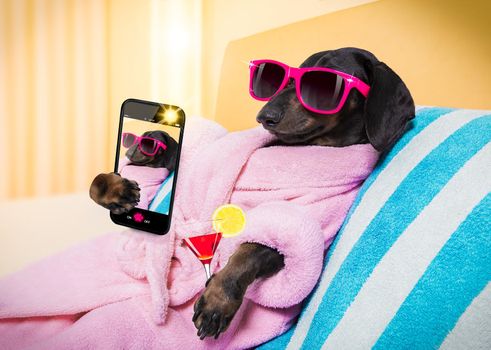 cool funny  sausage  dachshund dog resting and relaxing in   spa wellness salon center ,wearing a  pink bathrobe and fancy sunglasses, with martini cocktail, taking a selfie with smartphone telephone phone