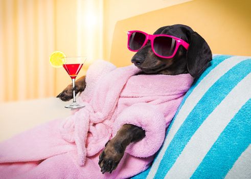 cool funny  sausage  dachshund dog resting and relaxing in   spa wellness salon center ,wearing a  pink bathrobe and fancy sunglasses, with martini cocktail