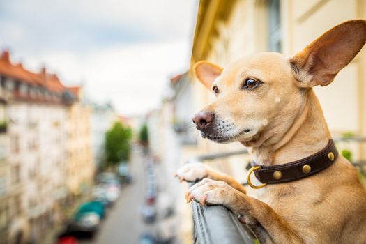 nosy watching podenco chihuahua dog form top of balcony, very curious and looking around