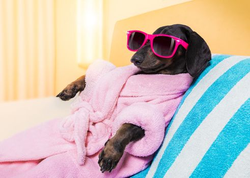 cool funny  sausage  dachshund dog resting and relaxing in   spa wellness salon center ,wearing a  pink bathrobe and fancy sunglasses