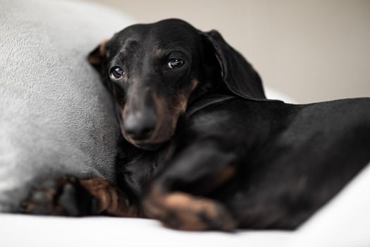sausage dachshund dog  sleeping under the blanket in bed the  bedroom, ill ,sick or tired, sheet covering its body