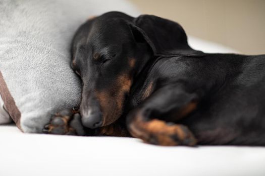 sausage dachshund dog  sleeping under the blanket in bed the  bedroom, ill ,sick or tired, sheet covering its body