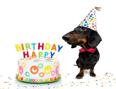 dachshund or sausage  dog  hungry for a happy birthday cake with candles ,wearing  red tie and party hat  , isolated on white background
