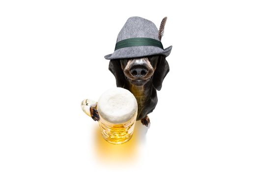 bavarian dachshund or sausage  dog with  gingerbread and  mug  isolated on white background , ready for the beer celebration festival in munich in oktober