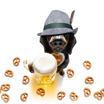 bavarian dachshund or sausage  dog with  gingerbread and  mug  isolated on white background , ready for the beer celebration festival in munich in oktober