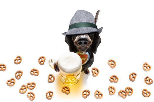 bavarian dachshund or sausage  dog with  gingerbread and  mug  isolated on white background , ready for the beer celebration festival in munich in oktober