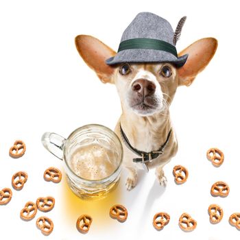 bavarian chihuahua  dog with  gingerbread and  mug  isolated on white background , ready for the beer celebration festival in munich in oktober