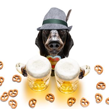 bavarian dachshund or sausage  dog with  gingerbread and  mug  isolated on white background , ready for the beer celebration festival in munich in oktober