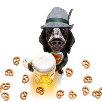 bavarian dachshund or sausage  dog with  gingerbread and  mug  isolated on white background , ready for the beer celebration festival in munich in oktober