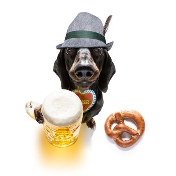 bavarian dachshund or sausage  dog with  gingerbread and  mug  isolated on white background , ready for the beer celebration festival in munich in oktober