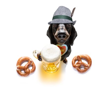 bavarian dachshund or sausage  dog with  gingerbread and  mug  isolated on white background , ready for the beer celebration festival in munich in oktober