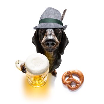 bavarian dachshund or sausage  dog with  gingerbread and  mug  isolated on white background , ready for the beer celebration festival in munich in oktober