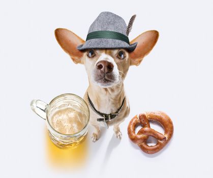 bavarian chihuahua  dog with  gingerbread and  mug  isolated on white background , ready for the beer celebration festival in munich in oktober