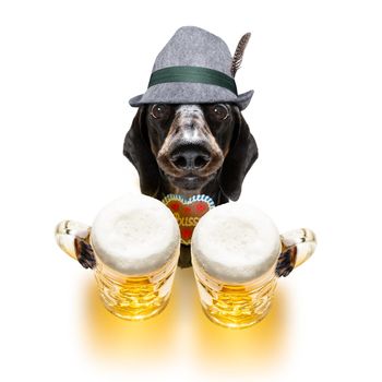 bavarian dachshund or sausage  dog with  gingerbread and  mug  isolated on white background , ready for the beer celebration festival in munich in oktober