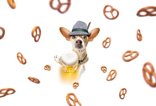 bavarian chihuahua or sausage  dog with  gingerbread and  mug  isolated on white background , ready for the beer celebration festival in munich in oktober