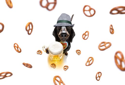 bavarian dachshund or sausage  dog with  gingerbread and  mug  isolated on white background , ready for the beer celebration festival in munich in oktober