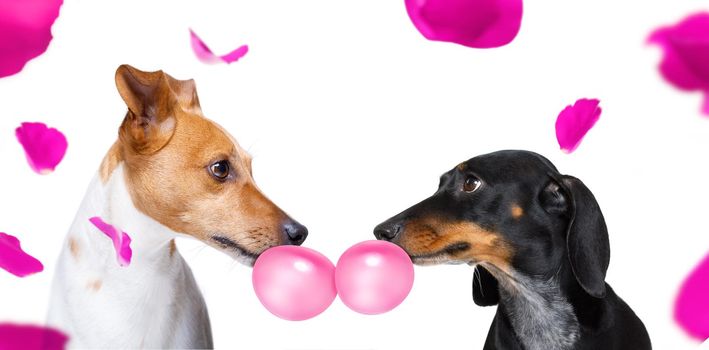couple  of dogs in love , looking each other in the eyes, with passion, isolated on white background ,chewing bubble gum