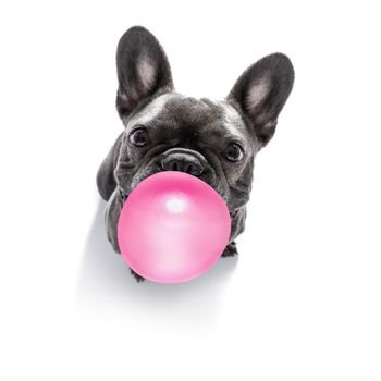 curious french bulldog dog looking up to owner waiting or sitting patient to play or go for a walk with  chewing bubble gum ,   isolated on white background