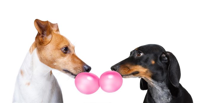 couple  of dogs in love , looking each other in the eyes, with passion, isolated on white background, chewing bubble gum