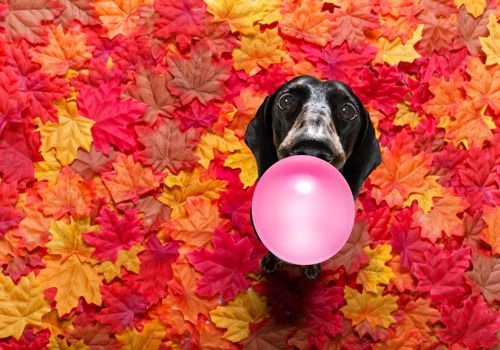 hungry sausage dachshund dog with a big white bone waiting for owner to go for a walk in autumn fall with leaves, chewing bubble gum